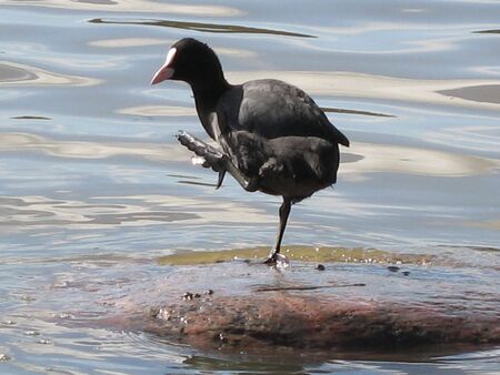 scratching black duckの写真素材