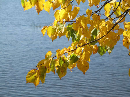 autumn scene: coloured leavesの写真素材