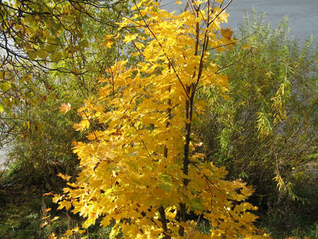 autumn scene: coloured leaves