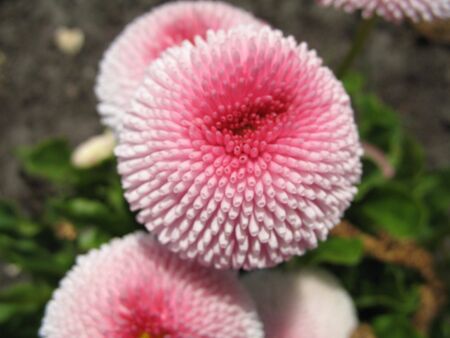 nice flowerの写真素材