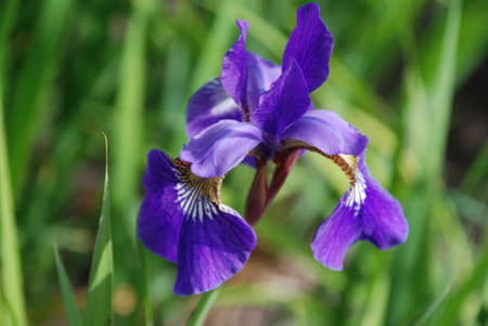 blue iris