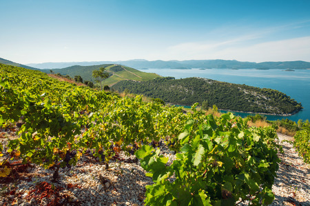 View of vineyards in seaside hillsの写真素材