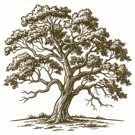 A meticulously detailed pen and ink illustration of a large, ancient oak tree with a gnarled trunk and sprawling branches, set against a plain background.のイラスト素材