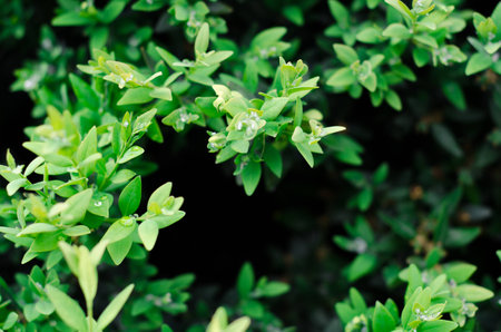 Green bush leaves wall background in the gardenの写真素材