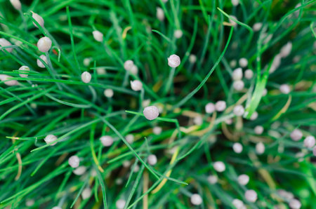 Green bush leaves with flowers wall backgroundの写真素材