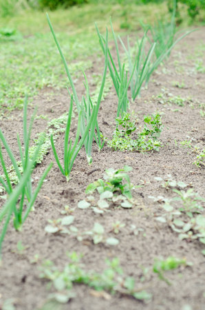 Growing onion blured background in the garden