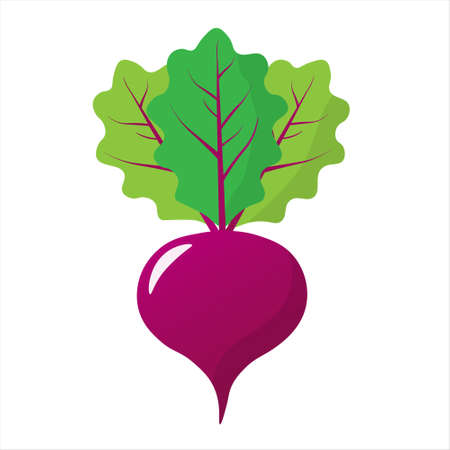Beet isolated on white background. Eco foods. Website design, mobile app. Vector illustration...