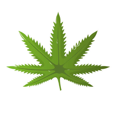 Cannabis leaf vector icon. Marijuana legalize symbol. Medicine cannabis sign, herbal nature organic plant. Hash, ganja cbd rasta indica sativa. Flat design isolated on whiteのイラスト素材