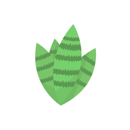 cute cactus or succulent, vector cartoon illustration in flat style with shadowsのイラスト素材