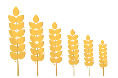 Ears of Wheat plant spikelets, Barley or Rye vector visual graphic icons, ideal for bread packaging, beer labels etc. Stock Vector illustration isolated on white background.のイラスト素材