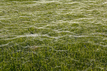 green meadow covered with spiders networksの写真素材