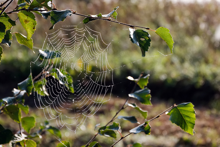 pond wolf spider on his web after rainの写真素材