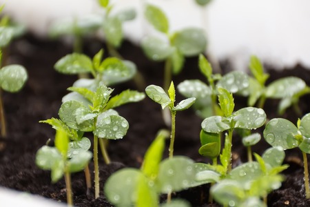 Plants in nursery tray. Wild apple seedlings from seeds grown graft.の写真素材