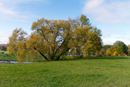 Autumn landscape with willow trees and meadow in the city parkの写真素材