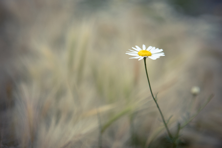 Photo camomile on soft backgroundの写真素材
