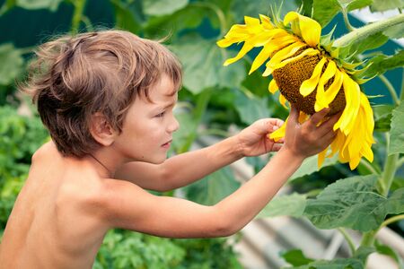 Beautiful small boy and sunflowerの写真素材