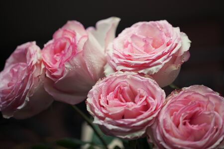 beautiful pink rose with water drops on dark backgroundの写真素材