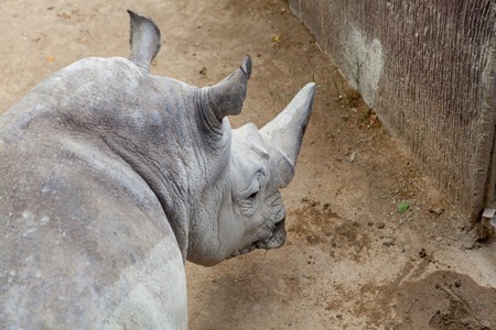 Portrait of adult rhinoceros at zooの写真素材
