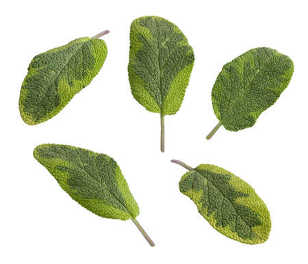 Golden Sage isolated on a white backgroundの写真素材