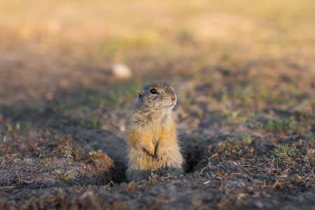 European ground squirrel standing in the field. Spermophilus citellus wildlife scene from nature....