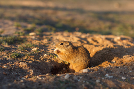 European ground squirrel standing in the field. Spermophilus citellus wildlife scene from nature. European souslik on meadow.の写真素材