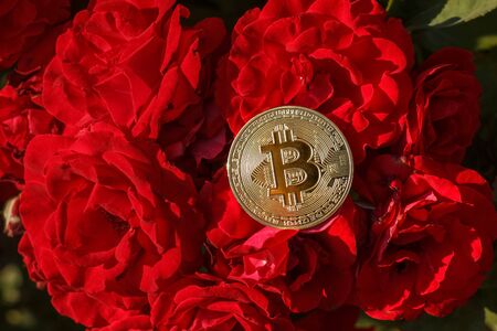 A thin Golden Coin of bitcoin is laying down on the rose flowers. The big and golden bitcoin was...