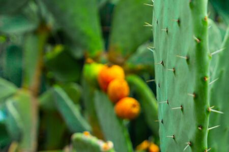 Prickly pear cactus with orange fruits close-up.の写真素材