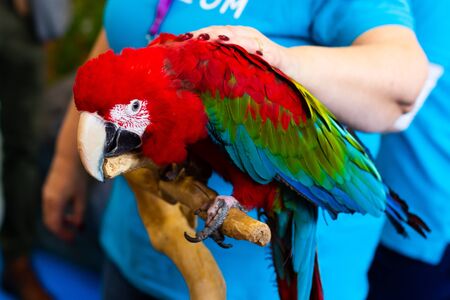 Close up of colorful scarlet macaw parrot and woman's hand.の写真素材