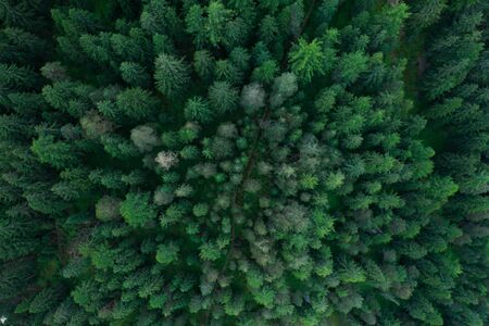 Texture of forest view from above, Aerial top view forest, Panoramic photo over the tops of pine...