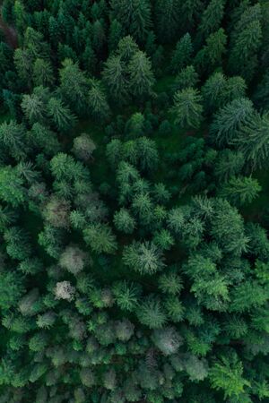Texture of forest view from above, Aerial top view forest, Panoramic photo over the tops of pine forest.の写真素材
