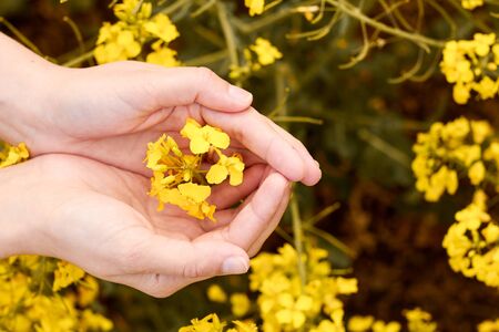 Womans hands holding yellow rapeseed flower in the field. Concept of nature lovers.