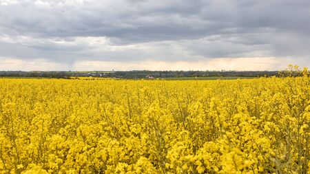 Heavy clouds under yellow flowers of rapeseed. Agriculture and biofuel production concept with copy...