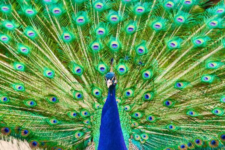 A male peacock with a long green tail feathers in the garden.の写真素材