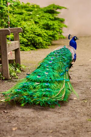 Peacock with a beautiful colorful tail and crest on the head in the park at sunlight.の写真素材