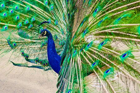 A male peacock with a long green tail feathers in the garden.の写真素材