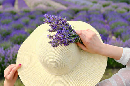 Closeup womans hand holding a bouquet of lavender near her hat with purple lavender meadow field on the background.の写真素材
