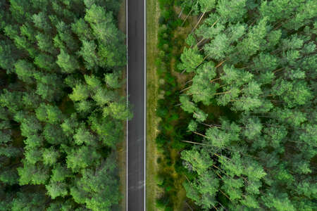 Top view on the top of high pine trees and road in the middle. Road in the forest.の写真素材