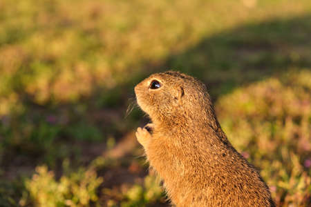 European ground squirrel standing in the field. Wildlife scene from nature.の写真素材