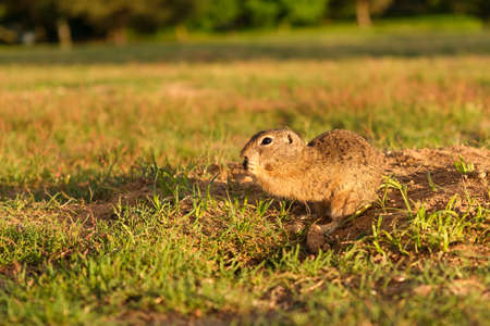 European ground squirrel standing in the field. Wildlife scene from nature.の写真素材