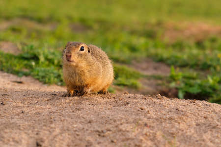 European ground squirrel standing in the field. Wildlife scene from nature.の写真素材