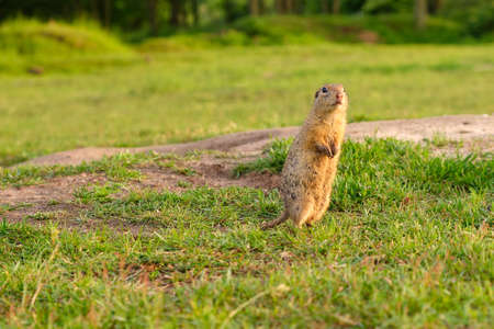 European ground squirrel standing in the field. Wildlife scene from nature.の写真素材