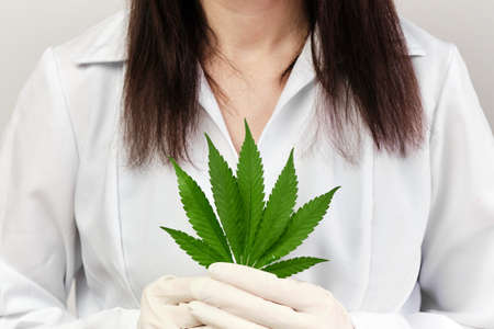 Close up cannabis leaf in doctors or pharmacists hands wearing rubber gloves and lab coat. Production of healthy or bio organic products contained cannabinoids. Legalization of marijuanaの写真素材