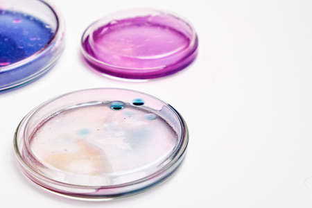 Pink, blue and transparent agar media in Petri dishes for grafting bacteria.の写真素材