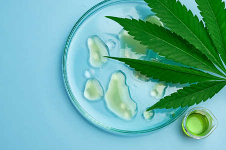Leaf of cannabis and Petri dish with drops of hemp oil and beaker on the blue background.の写真素材