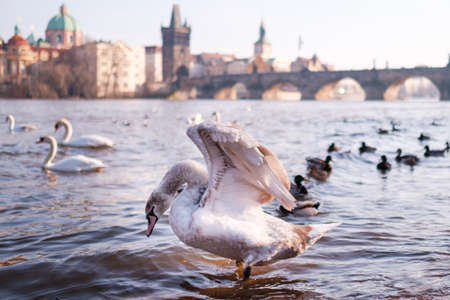 A white swan in the river Vltava on the background of Charles Bridge in Prague.の写真素材