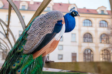 Beautiful peacock with a long tail and crest on the head sitting on the fence.の写真素材