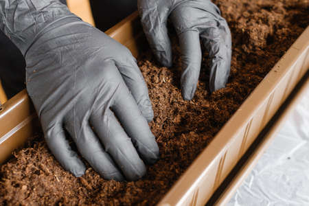 Woman hands in the black rubber gloves preparing ground or soil for planting plants in the pot.の写真素材