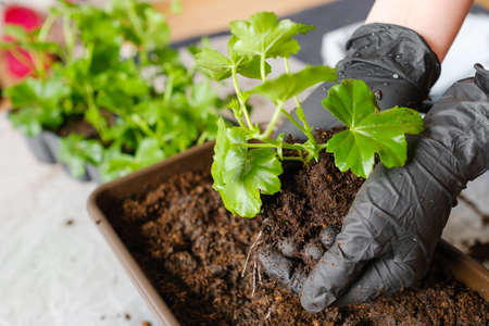 Woman transplanting pelargonium or plant into the bigger pot. Planting flowers at home on the balcony.の写真素材