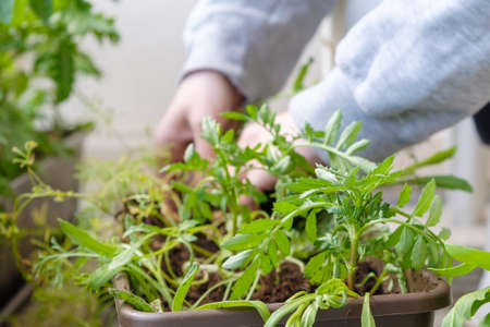 Close up woman hands transplanting flowers on the balcony.