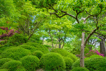 Amazing bright green bushes and trees in the garden. Wallpaper concept.の写真素材